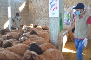 Préparation des mouton pour l'Aid Al Adha 2019 - Sos Syrie