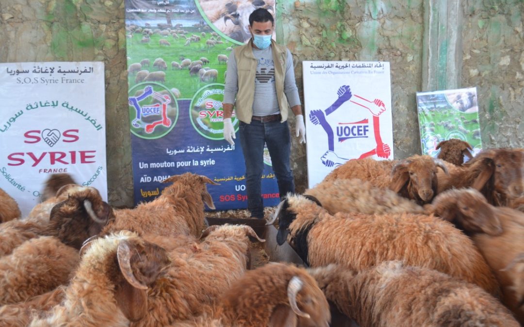 Préparation des moutons pour l’Aid Al Adha 2019