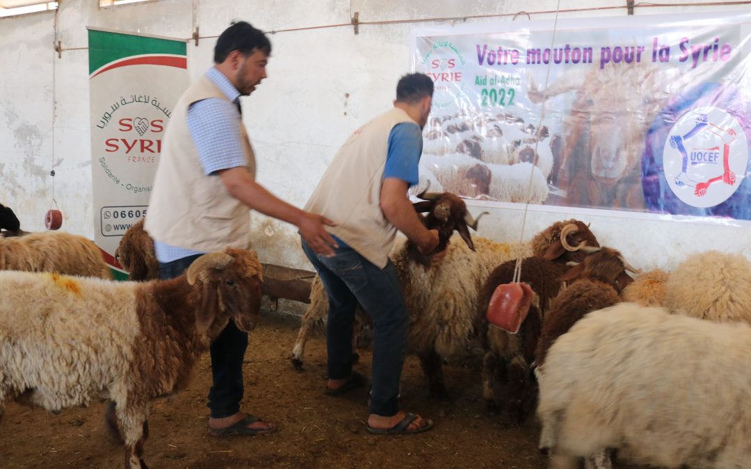 Aïd Al Adha 2022 – préparation des moutons