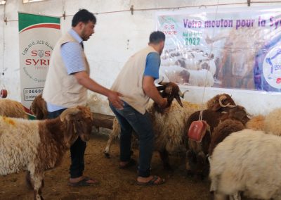 Aïd Al Adha 2022 – préparation des moutons