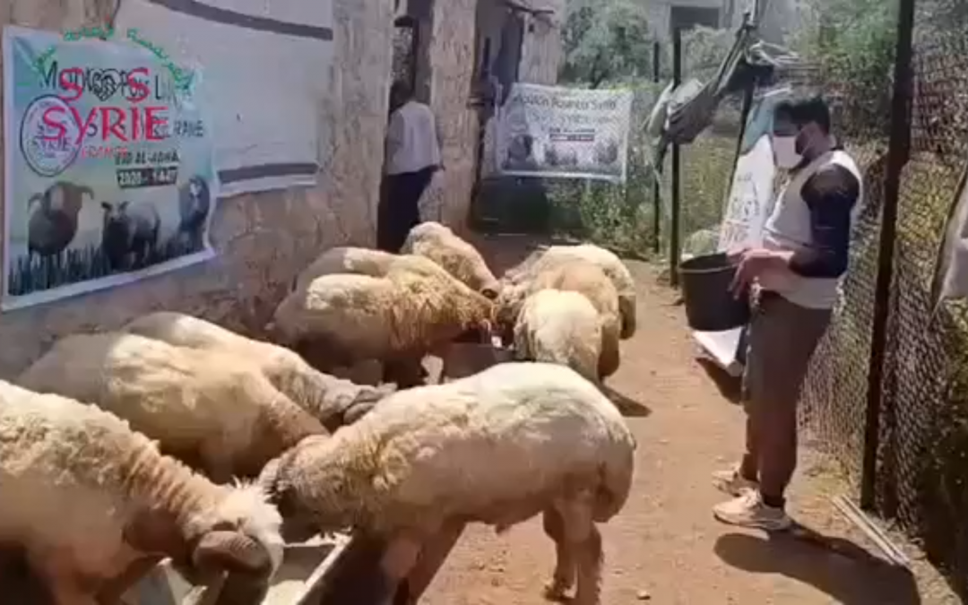 Vidéo de l’équipe SOS SYRIE préparant les moutons de l&rsquo;Aïd 2026