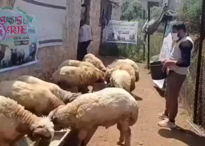 Vidéo de l’équipe SOS SYRIE préparant les moutons de l&rsquo;Aïd 2026